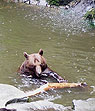 Чески-Крумлов, медведь, 2005г.